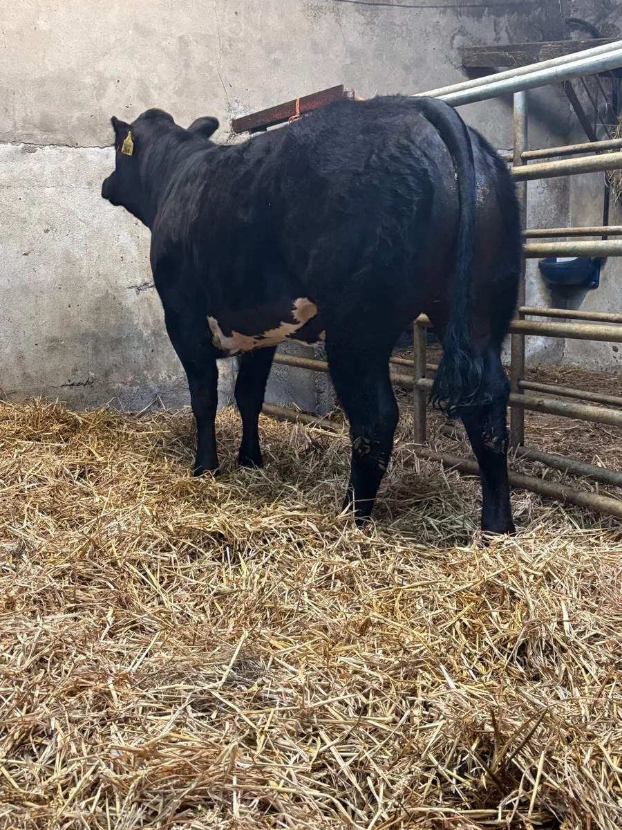 U+ Limousin x Blue Heifer - Image 2
