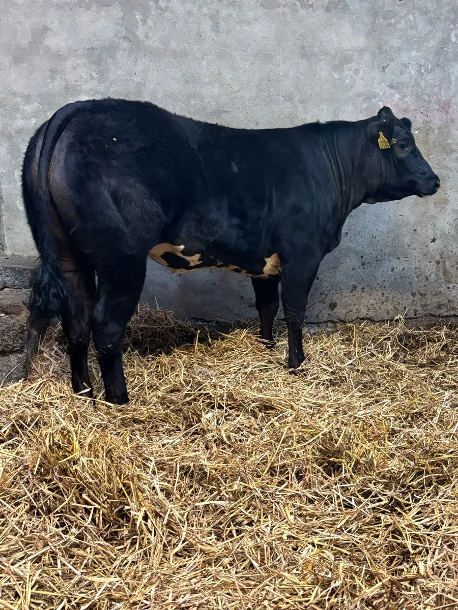 U+ Limousin x Blue Heifer - Image 1