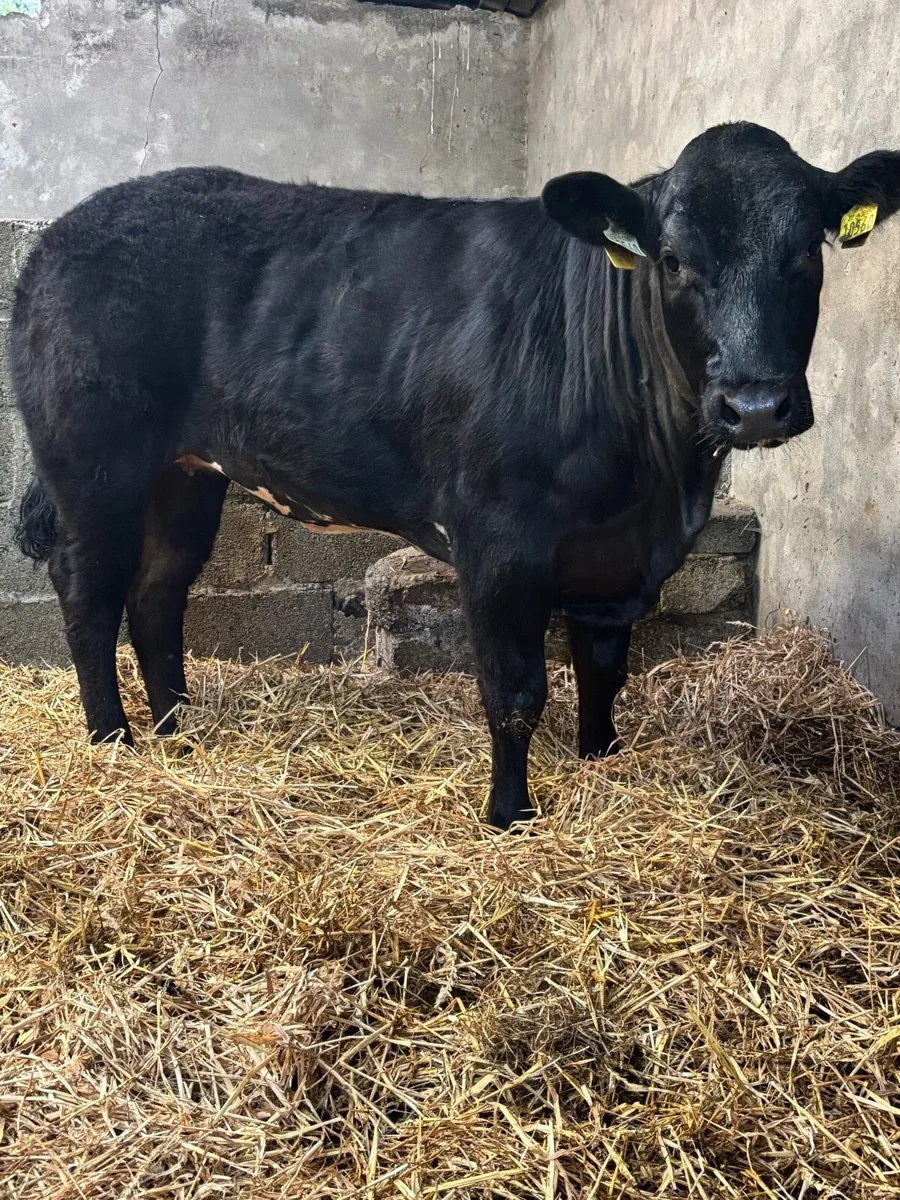 U+ Limousin x Blue Heifer - Image 3