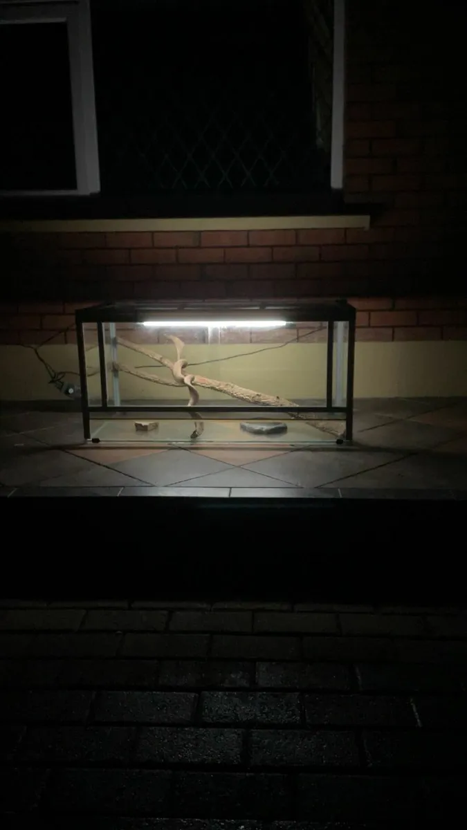 Reptile Terrarium - Image 3