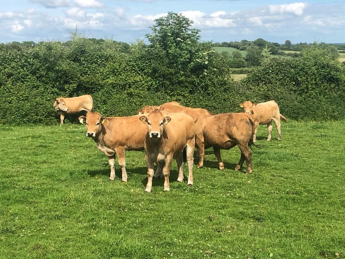 Organic heifers - Image 2