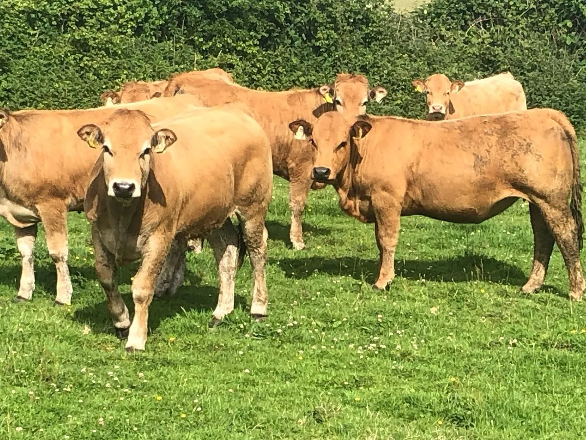Organic heifers - Image 1