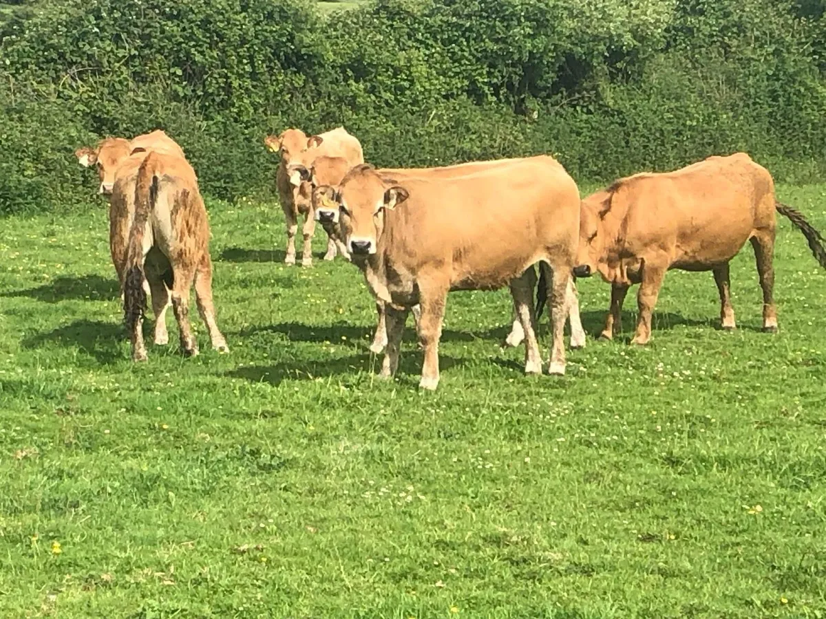 Organic heifers - Image 3