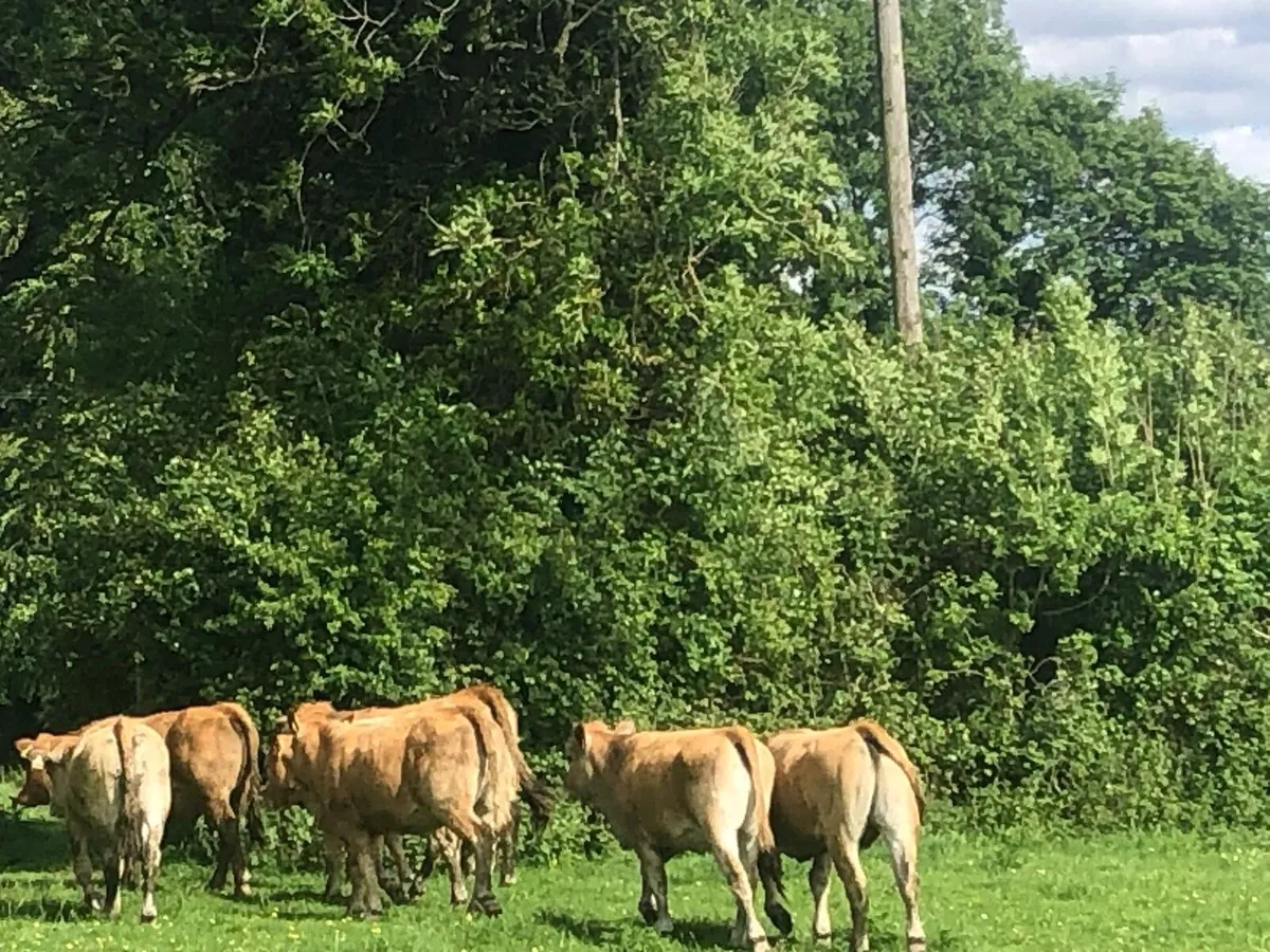Organic heifers - Image 4