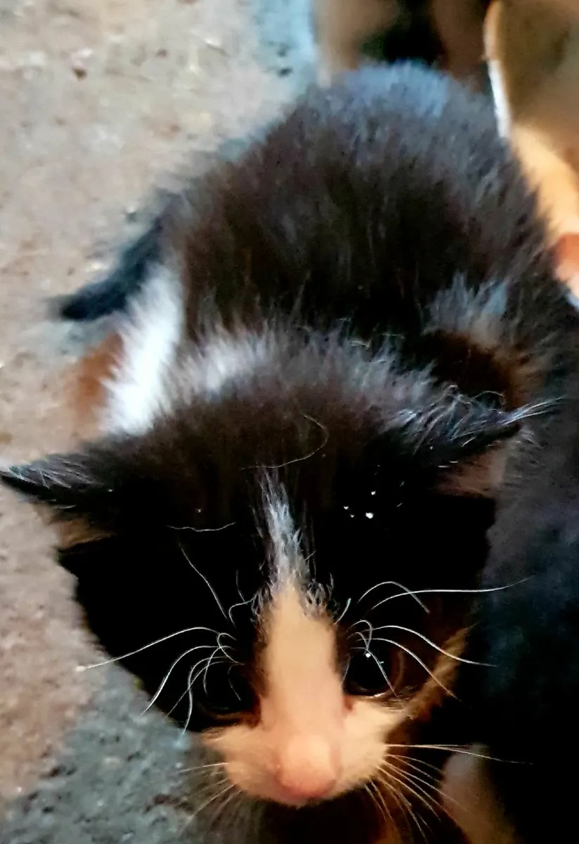 Cats - Image 2