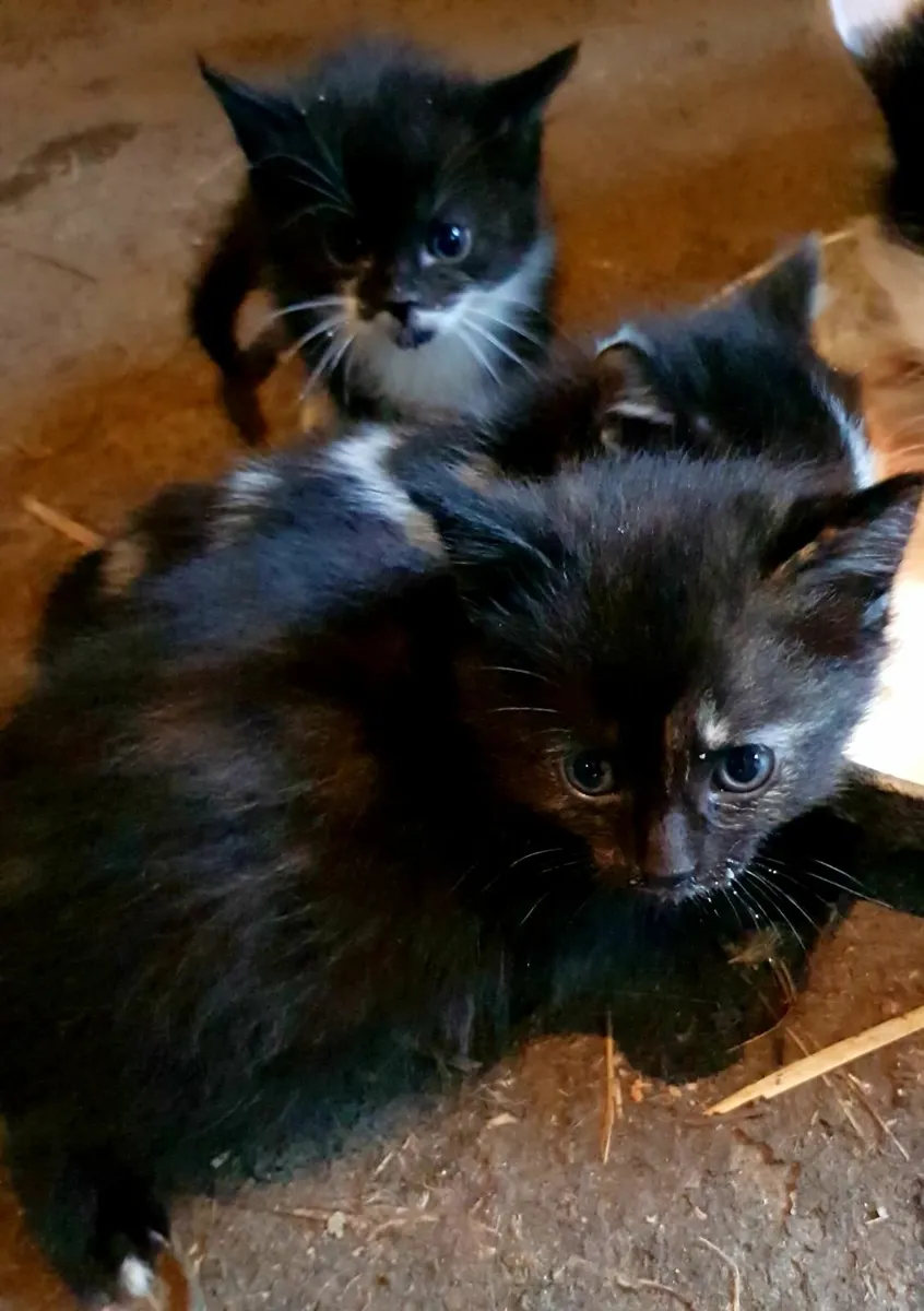 Cats - Image 3