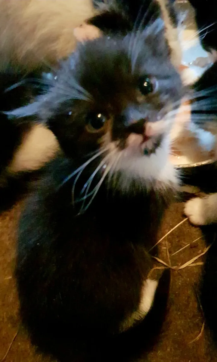 Cats - Image 1