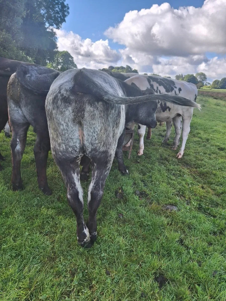 Beef cattle - Image 1