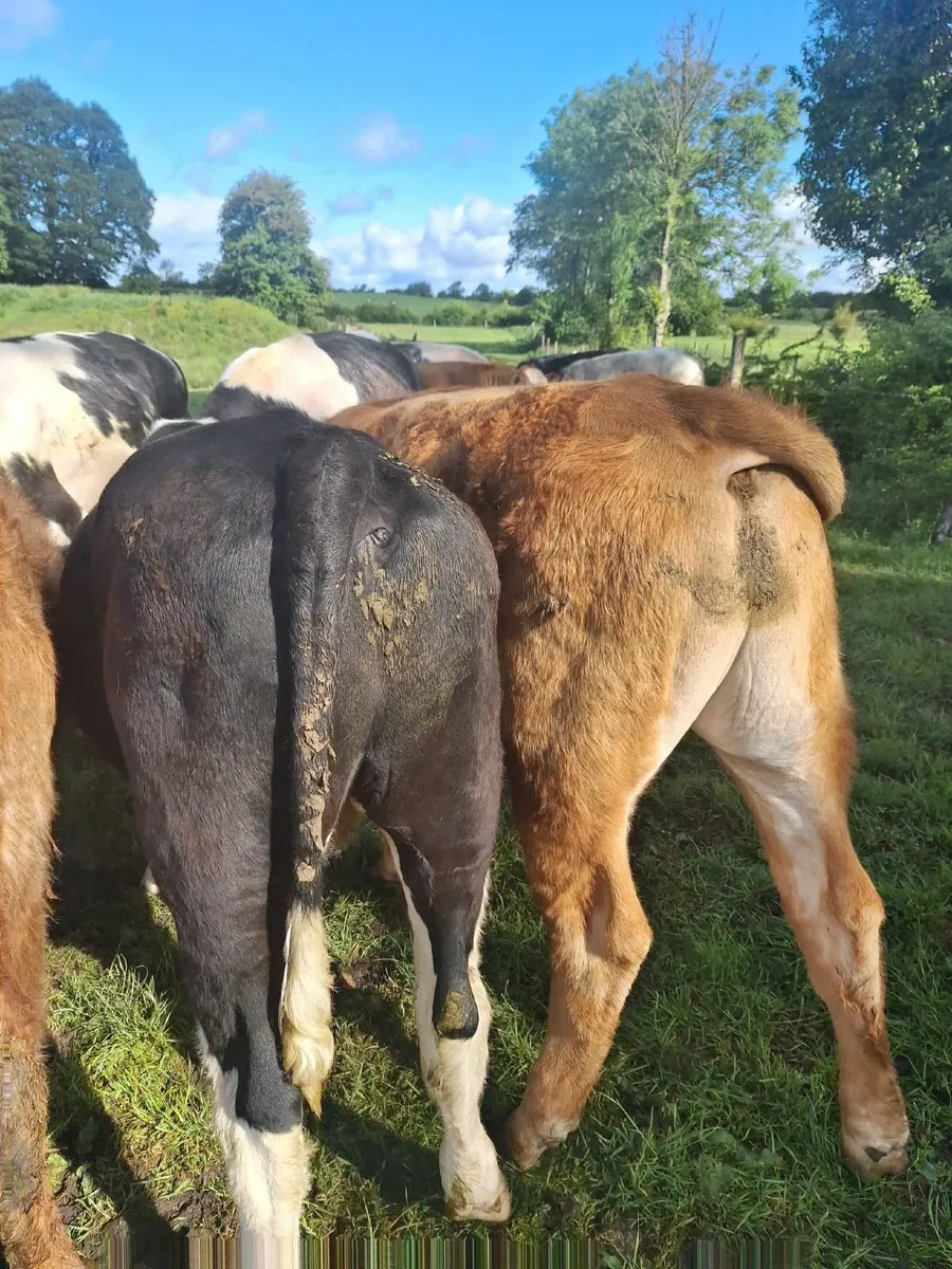 Beef cattle - Image 2