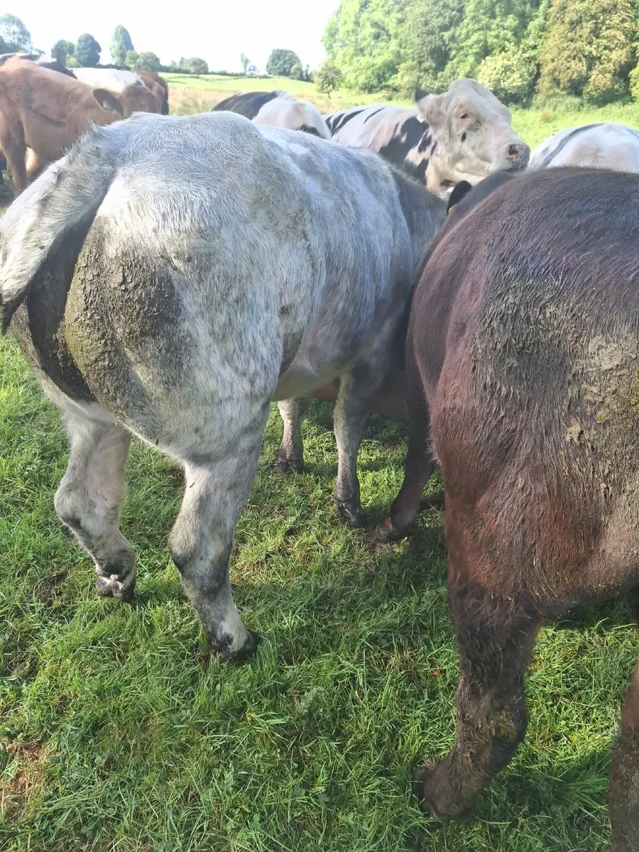 Beef cattle - Image 4