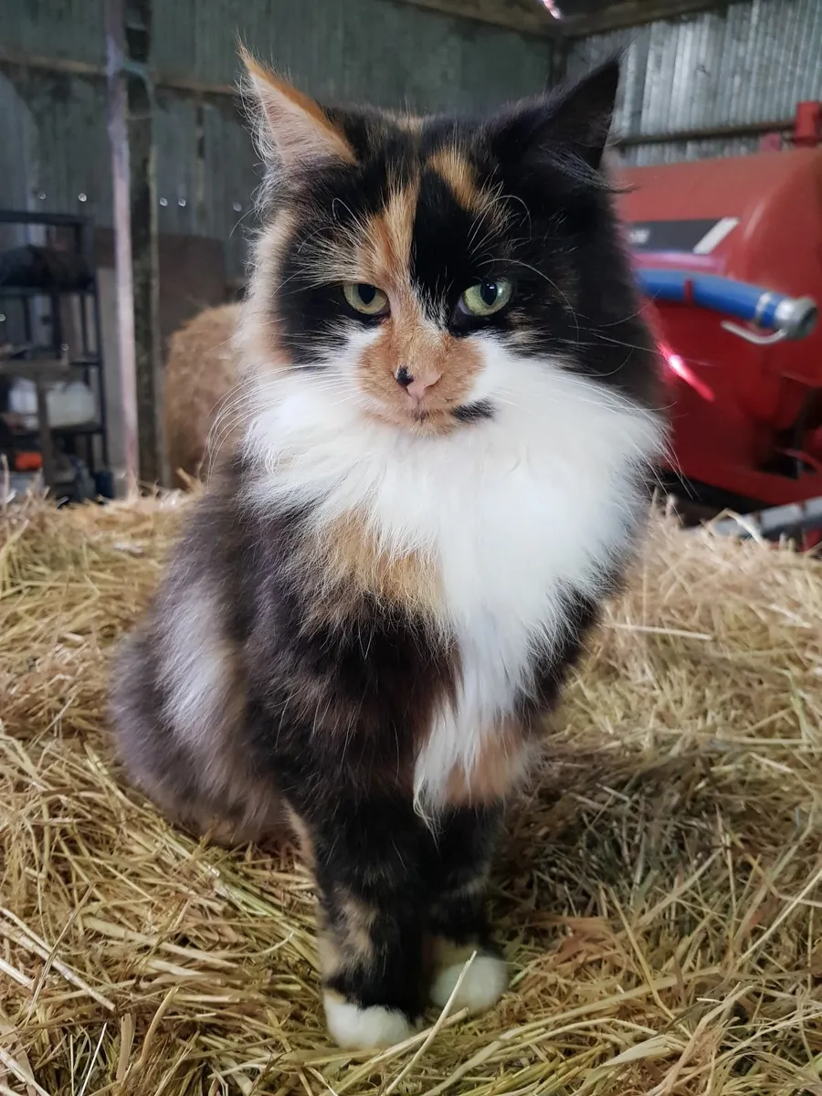 Cats - Image 4