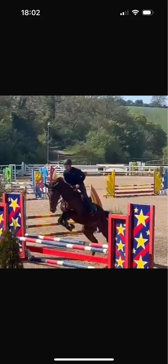 4yr old conticco - Image 1