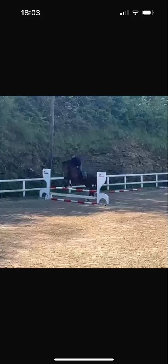 4yr old conticco - Image 3