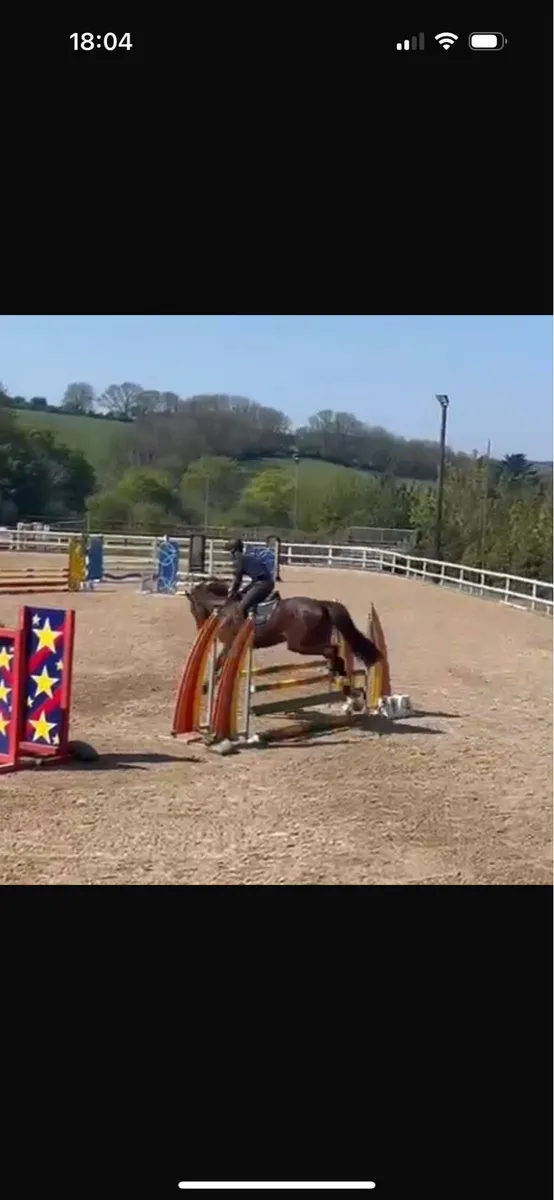 4yr old conticco - Image 4