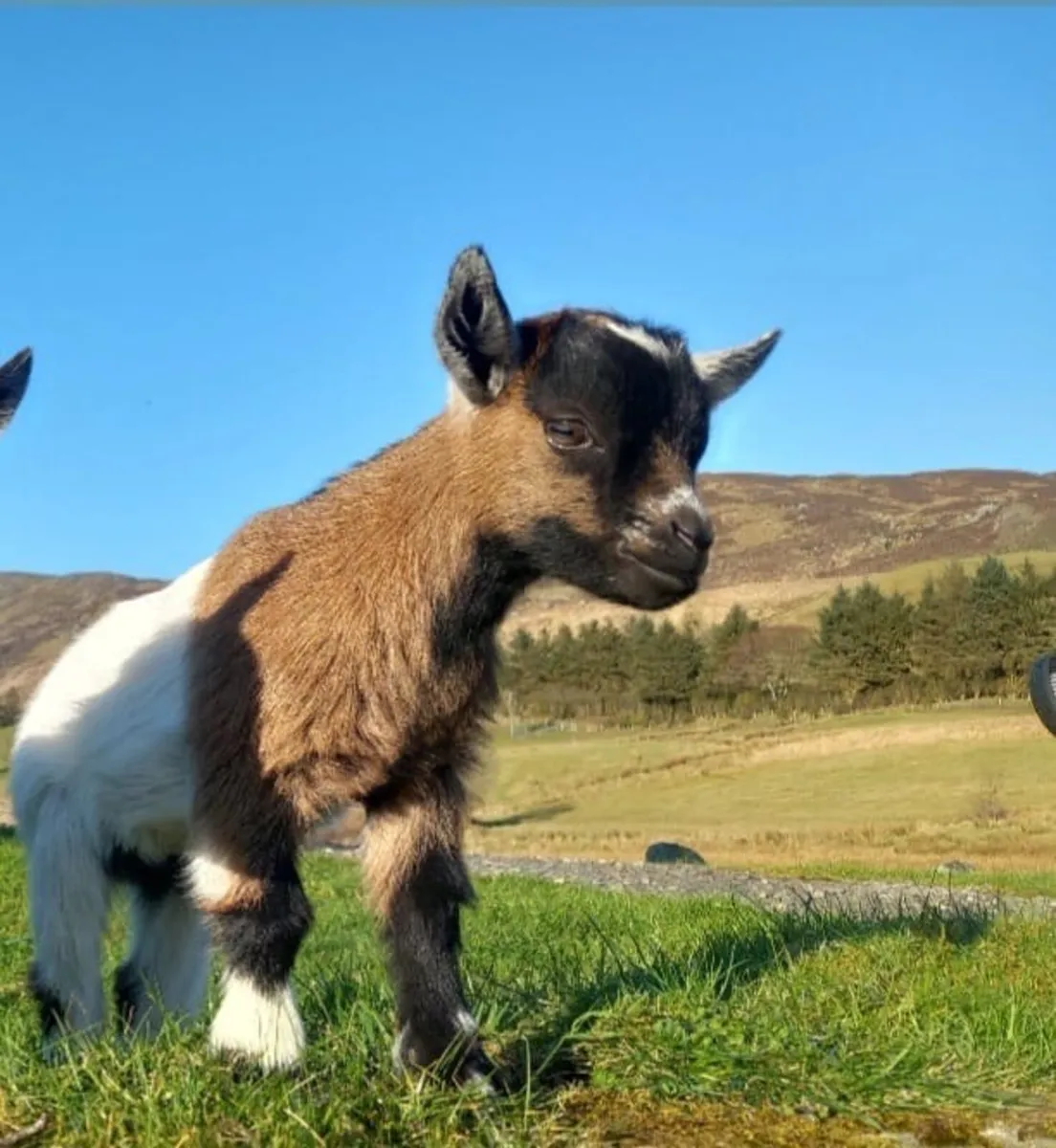 Pygmy goat - Image 1