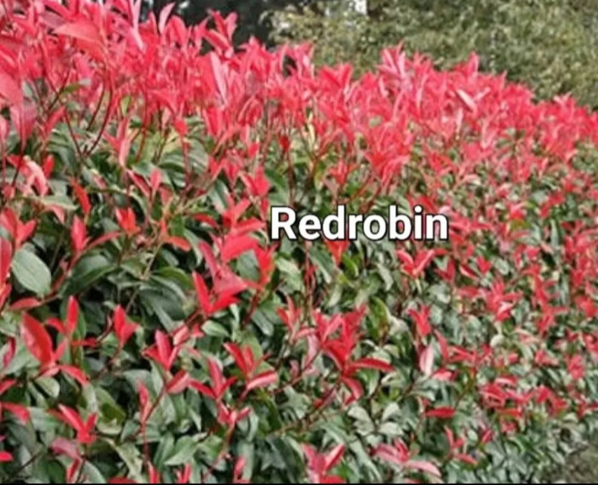 Bargain Laurel Hedging. - Image 4
