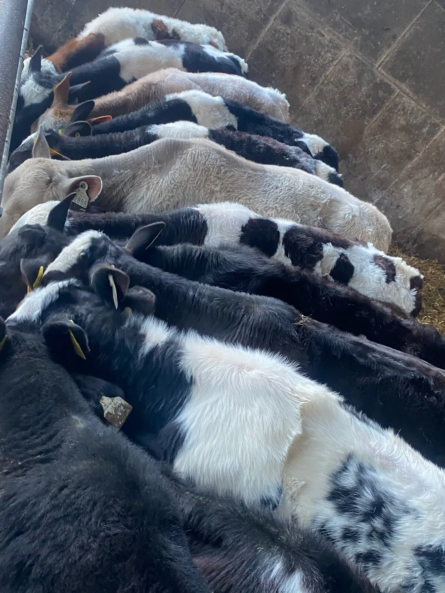 16 Fully Reared Calves - Image 1