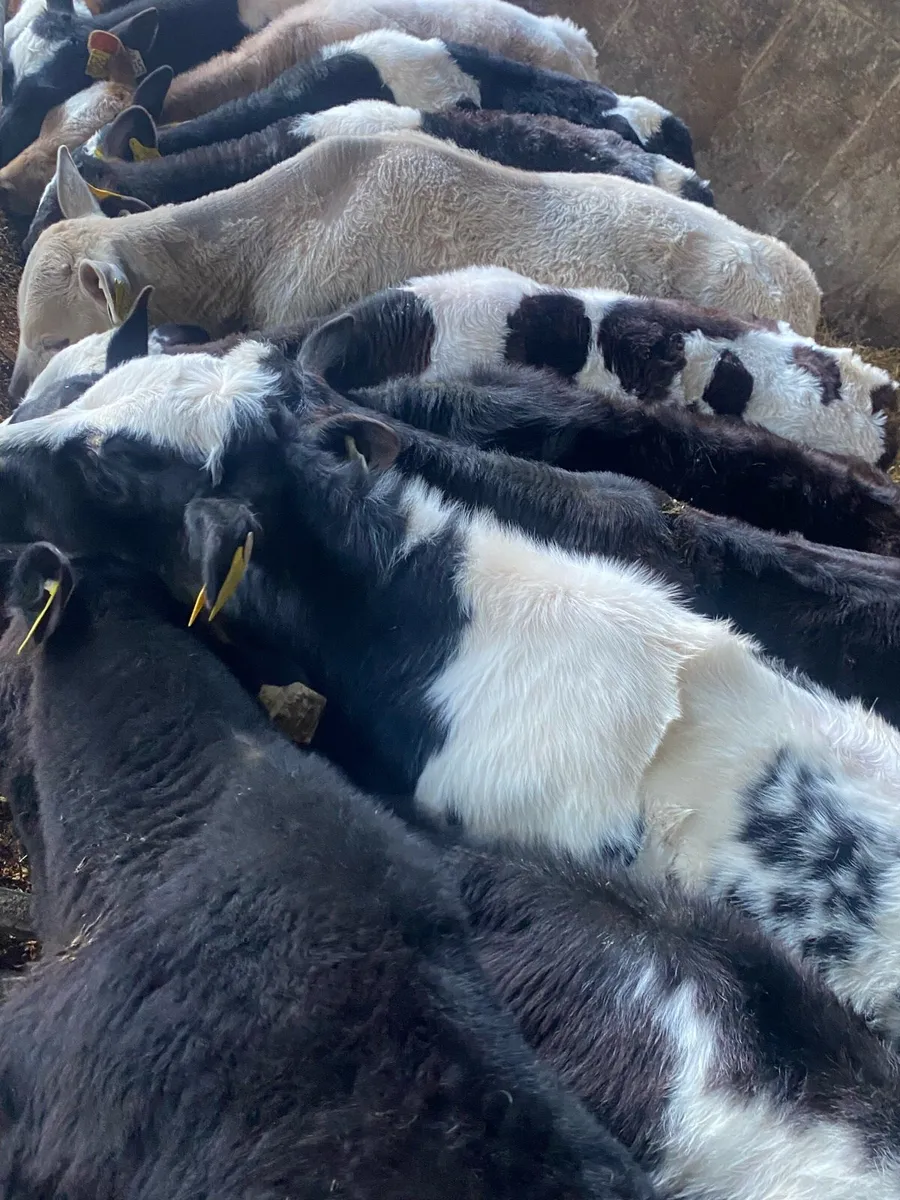 16 Fully Reared Calves - Image 2