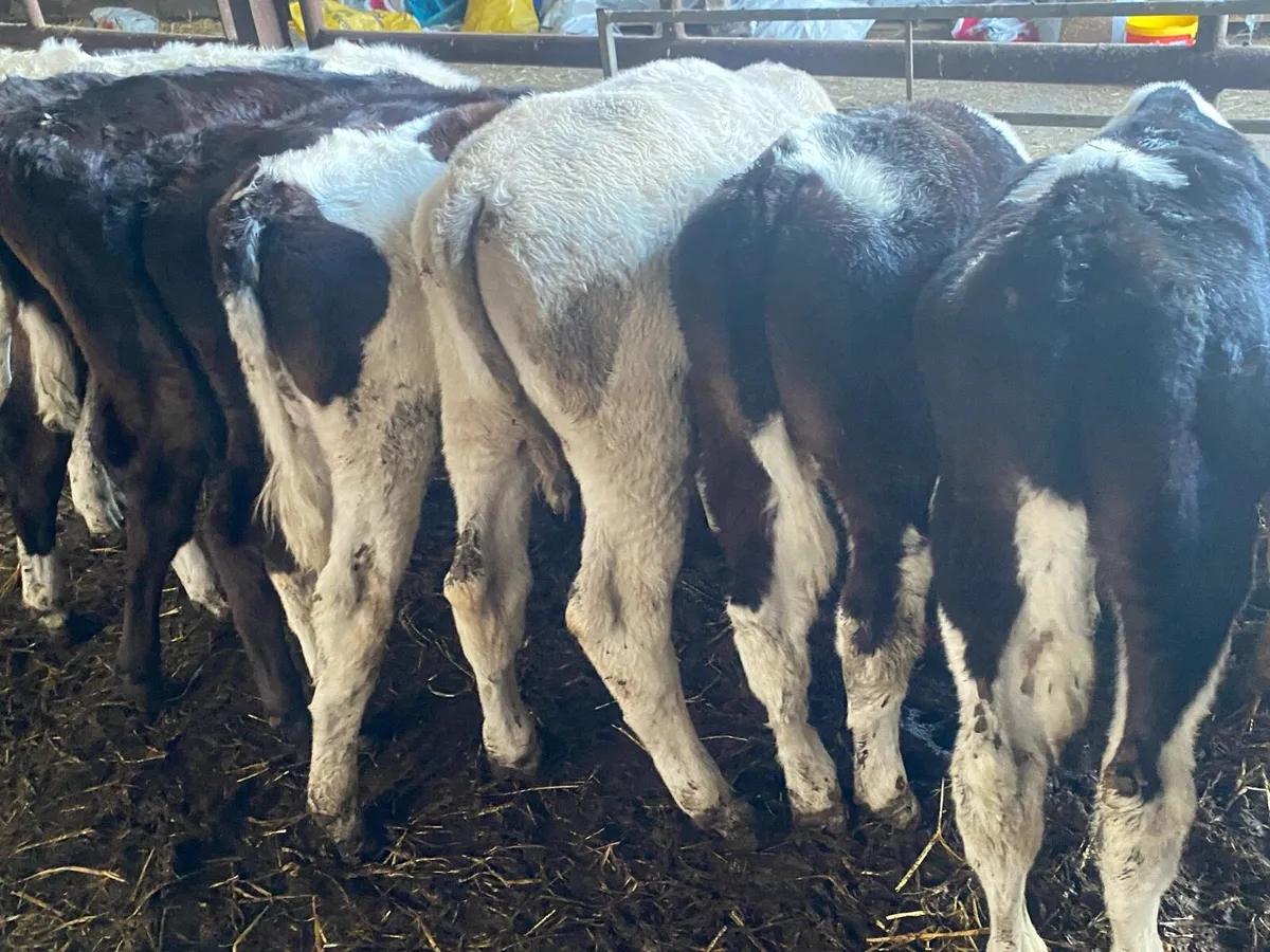 16 Fully Reared Calves - Image 3