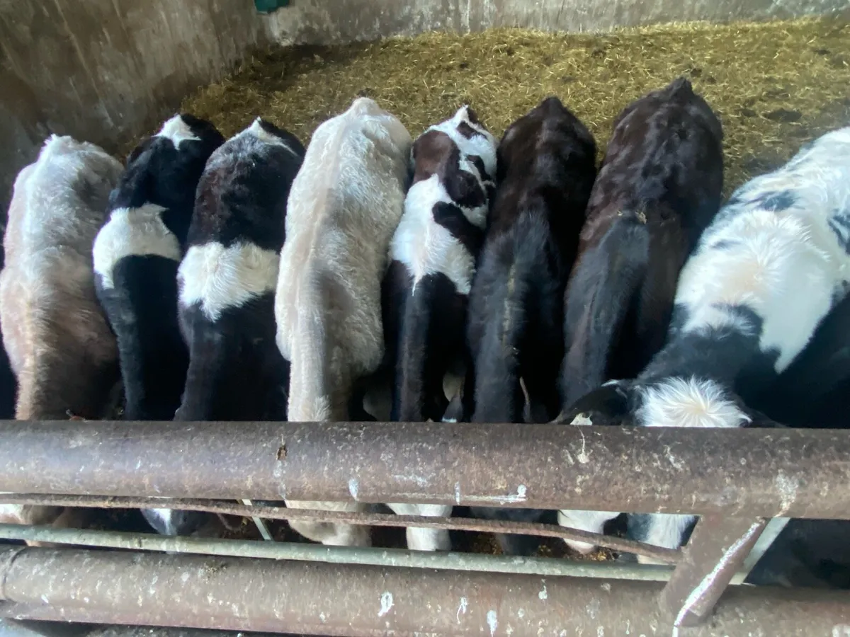 16 Fully Reared Calves - Image 4