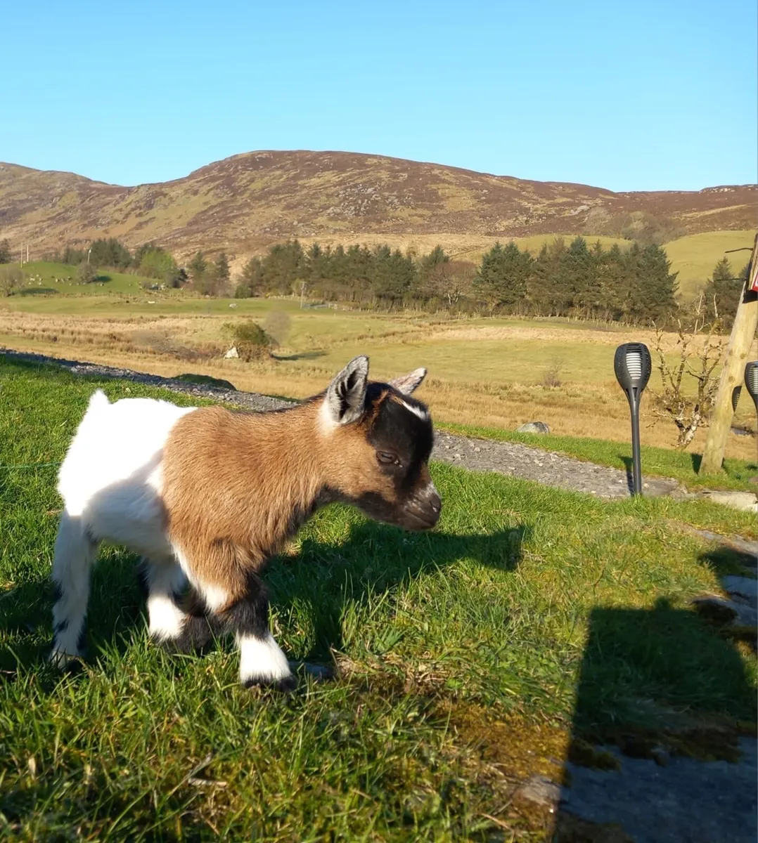 Pygmy goat - Image 2