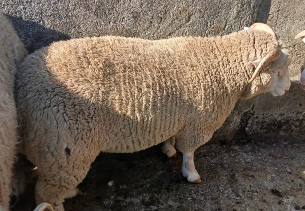 Dorset ram lamb - Image 1