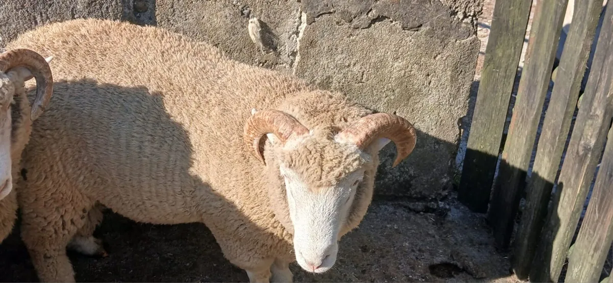 Dorset ram lamb - Image 2