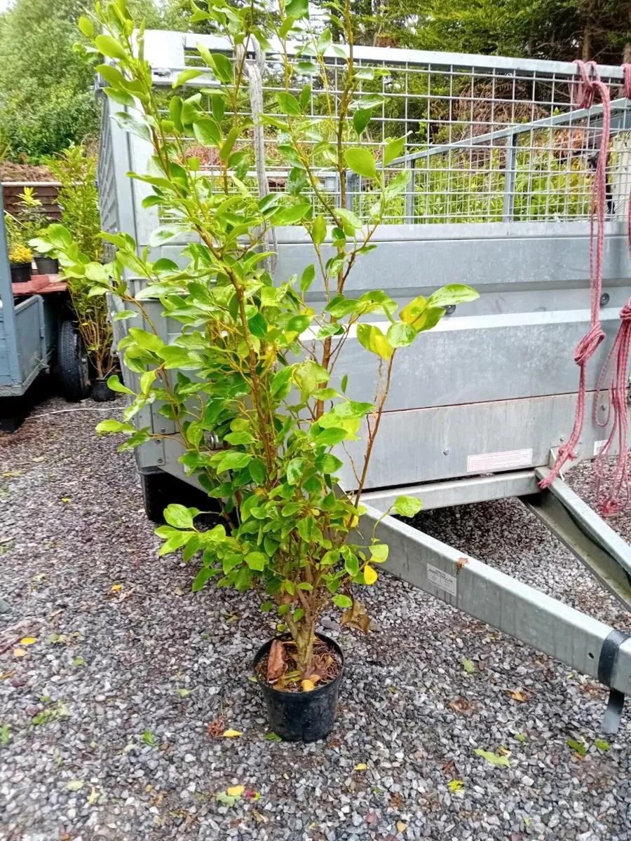 5ft griseline hedgeing - Image 3
