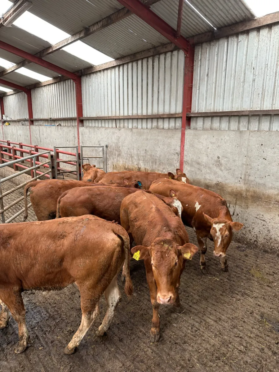 Lim heifers - Image 3