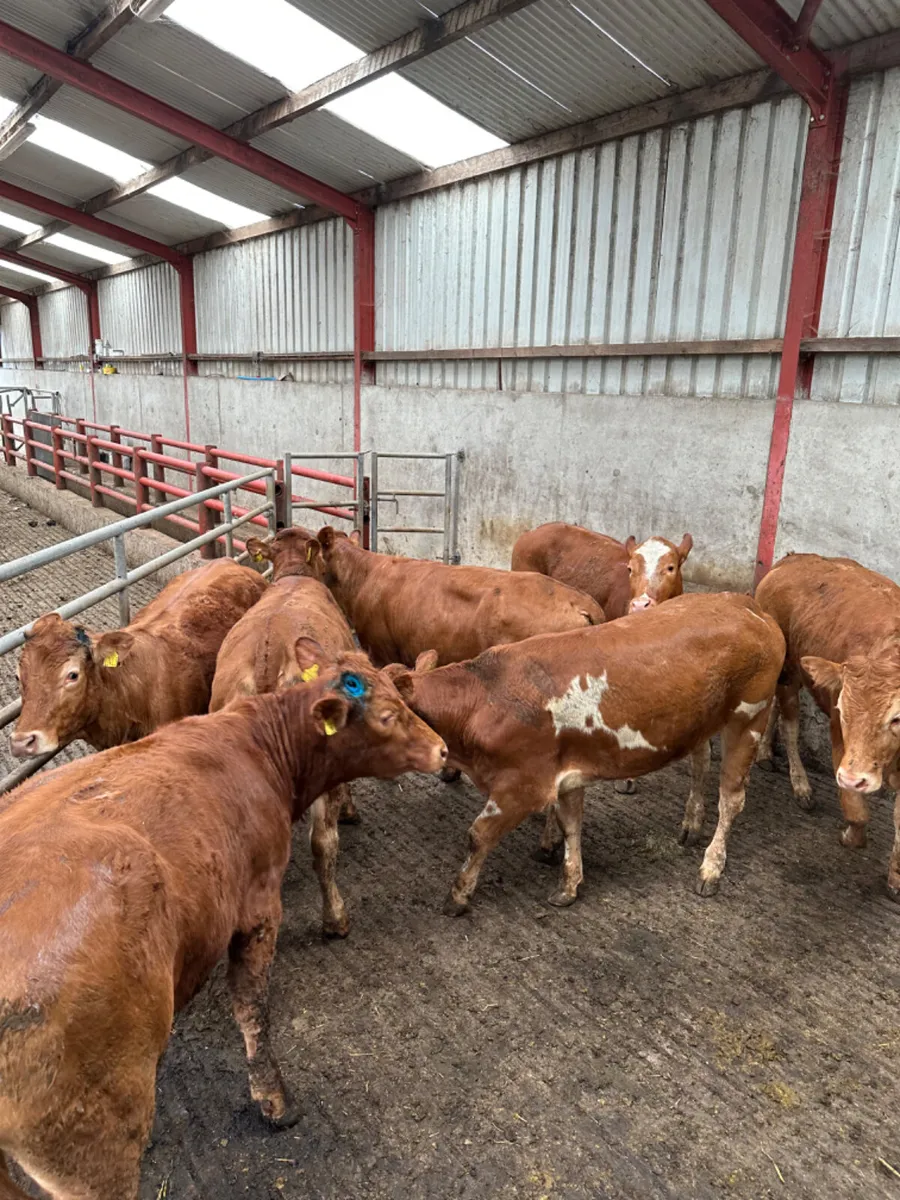 Lim heifers - Image 4
