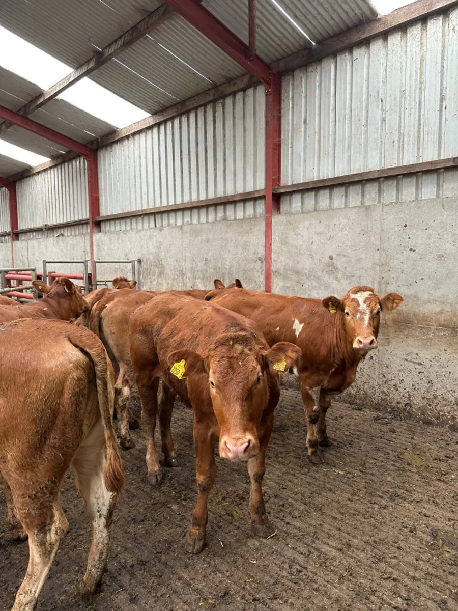 Lim heifers - Image 1