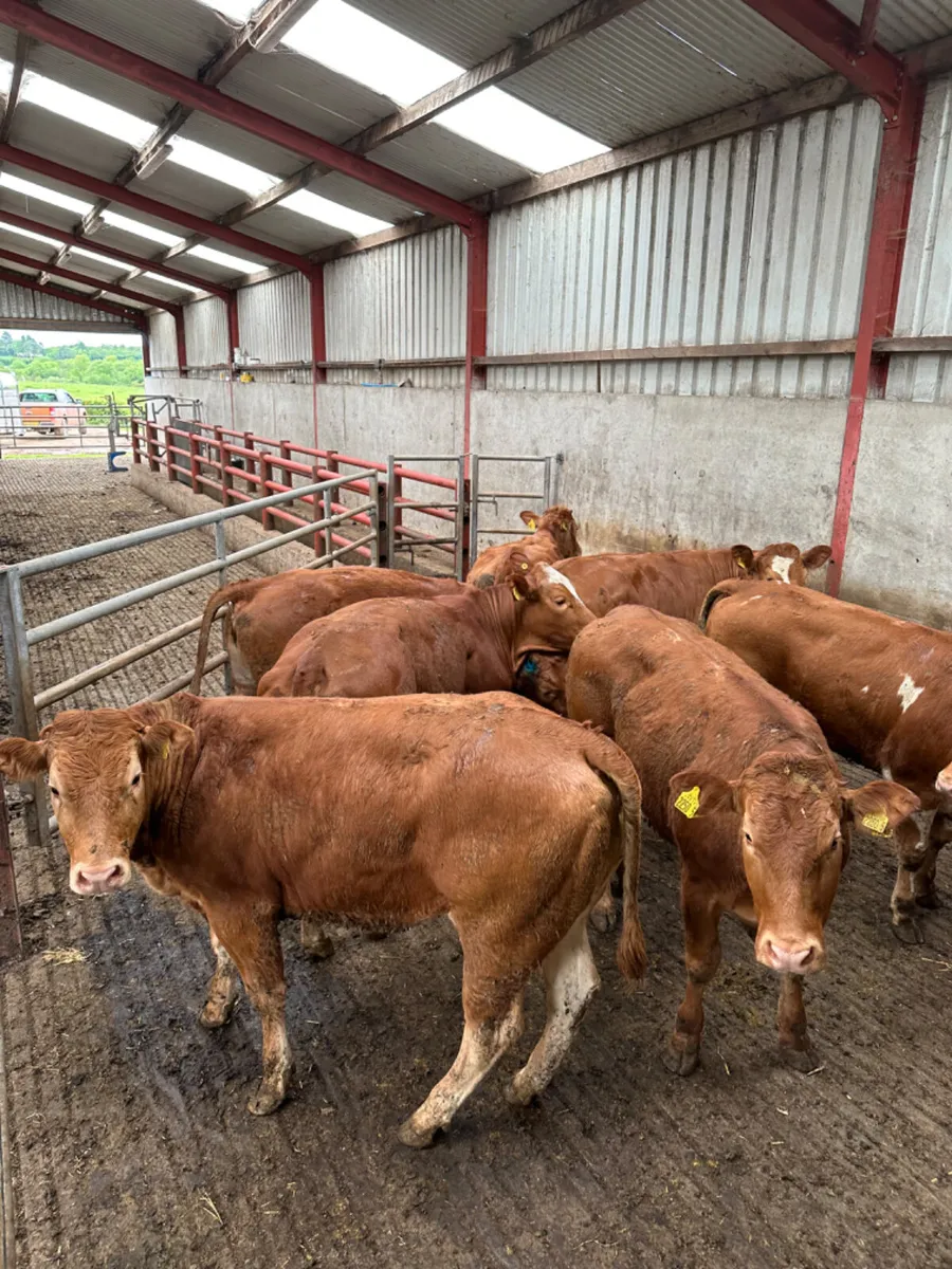 Lim heifers - Image 2
