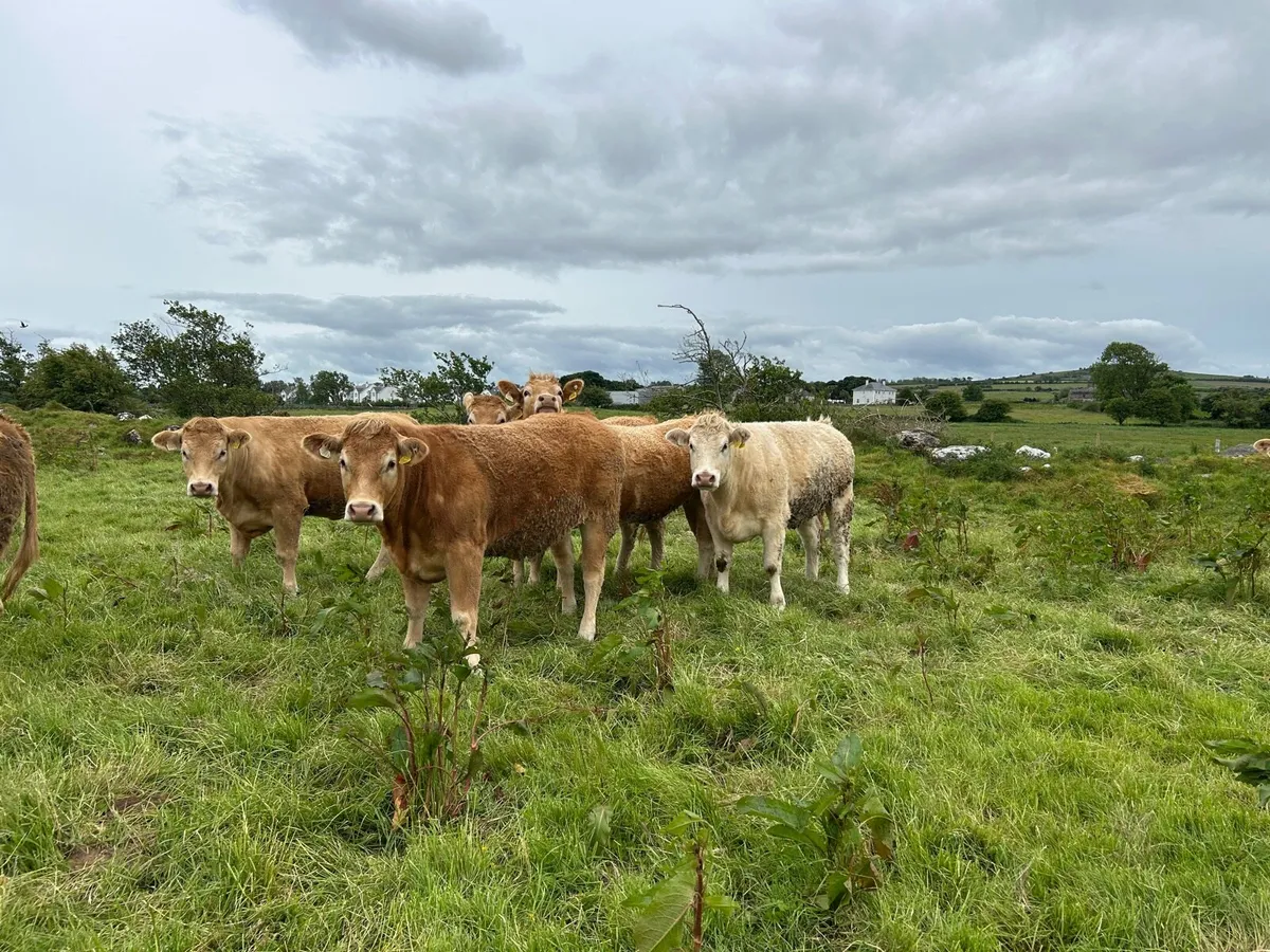 STANDOUT HEIFERS - TUAM MART Mon 2nd June - Image 1