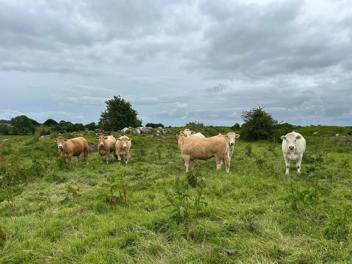 STANDOUT HEIFERS - TUAM MART Mon 2nd June - Image 2