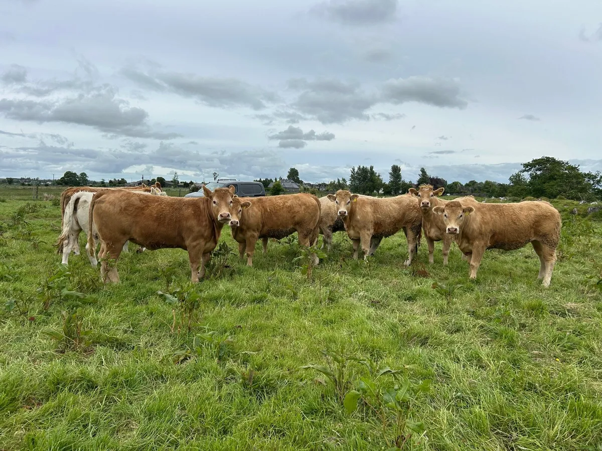 STANDOUT HEIFERS - TUAM MART Mon 2nd June - Image 3