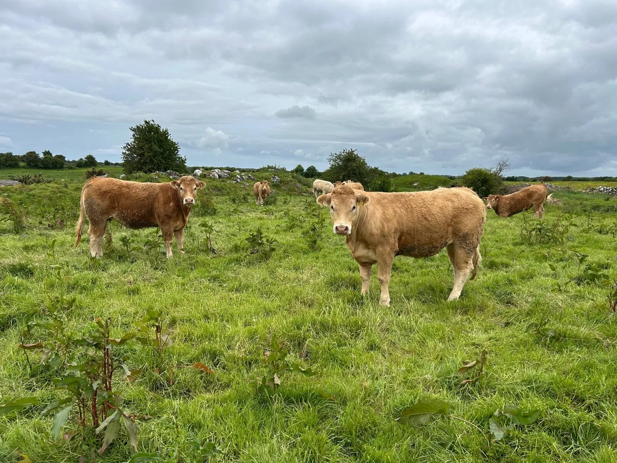 STANDOUT HEIFERS - TUAM MART Mon 2nd June - Image 4