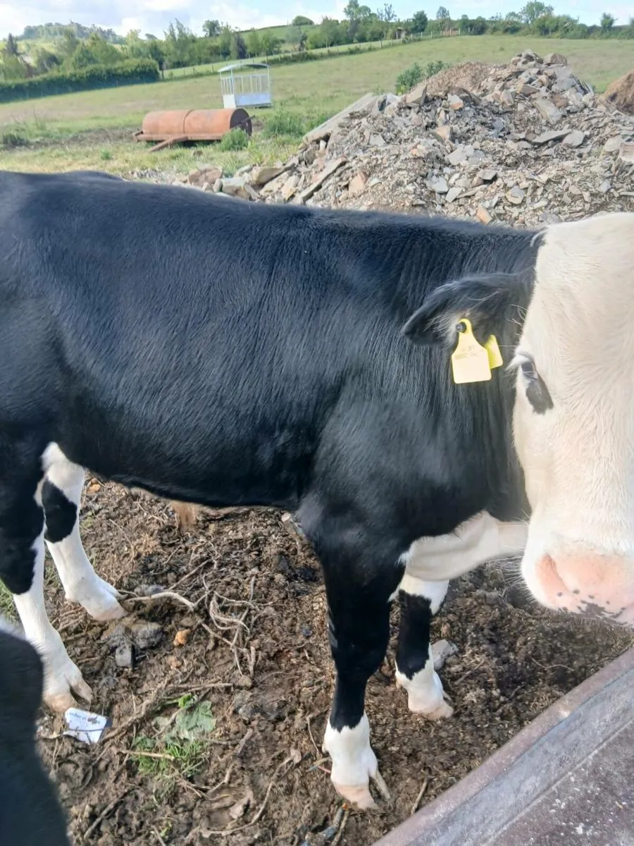 Beef - Image 1