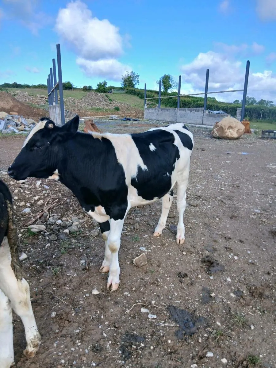 Beef - Image 2