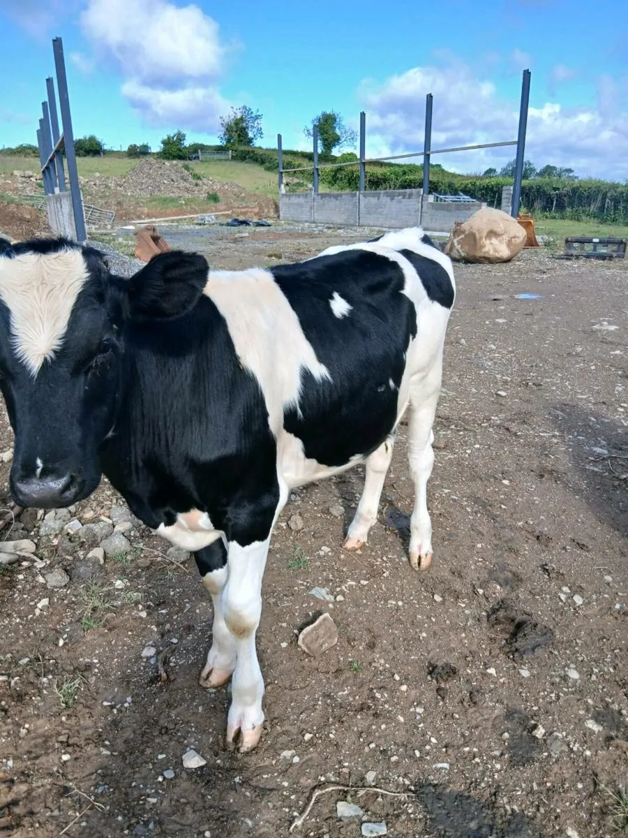Beef - Image 3