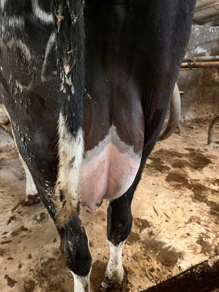 CALVES
