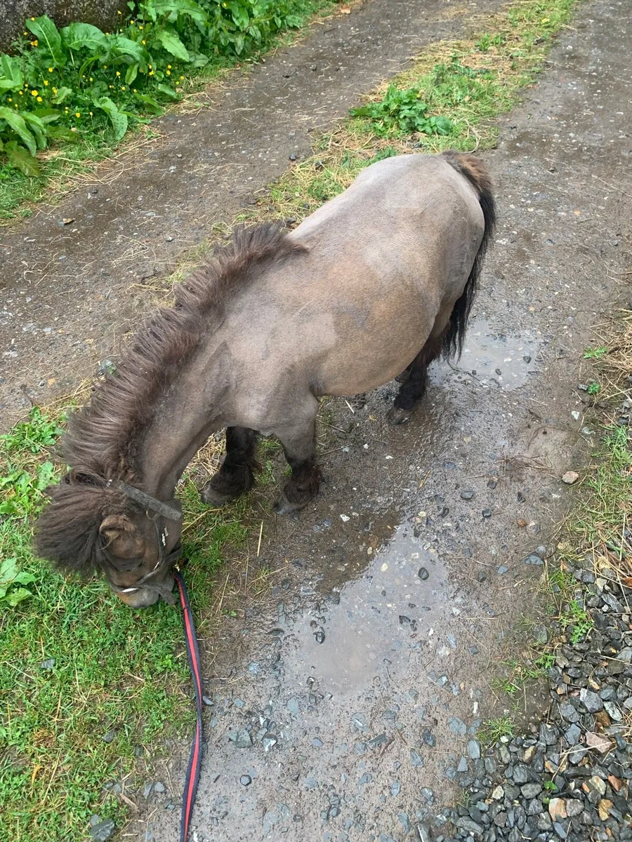 Miniature mare - Image 1