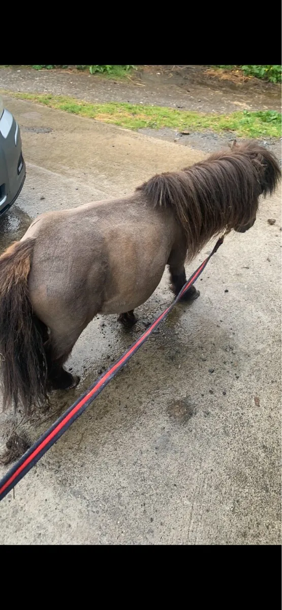 Miniature mare - Image 2