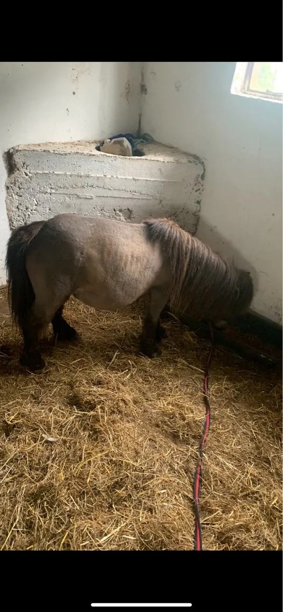 Miniature mare - Image 3