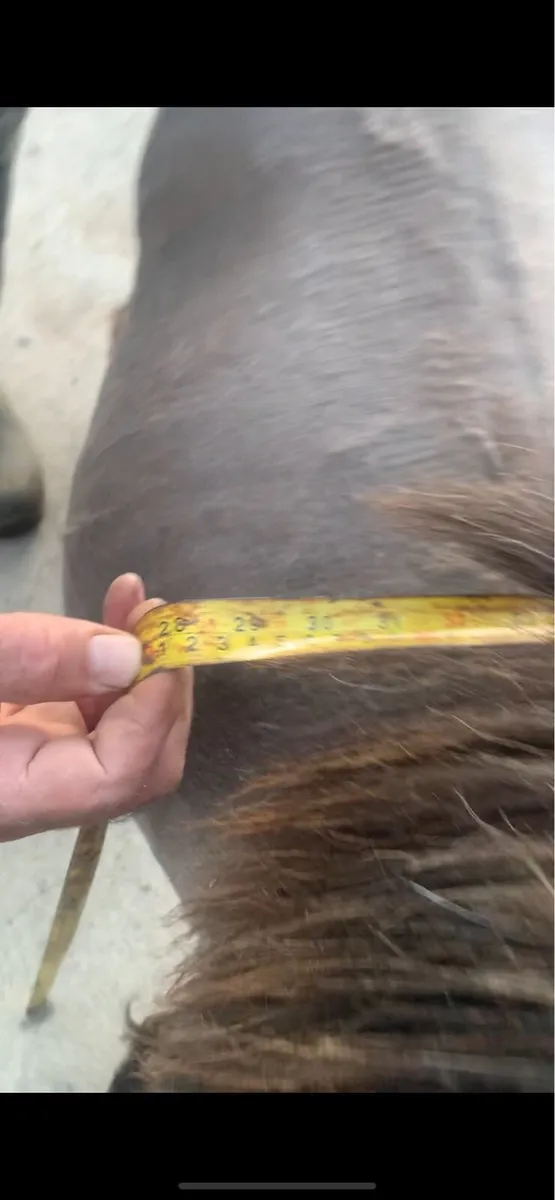 Miniature mare - Image 4