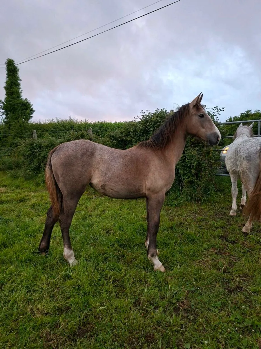 Irish draught yearlings - Image 1