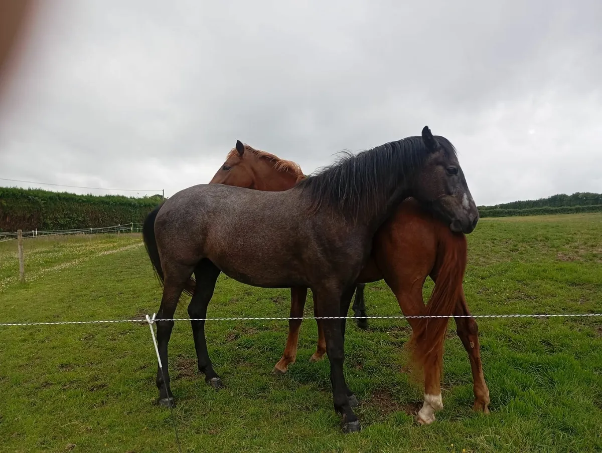 Irish draughts - Image 4