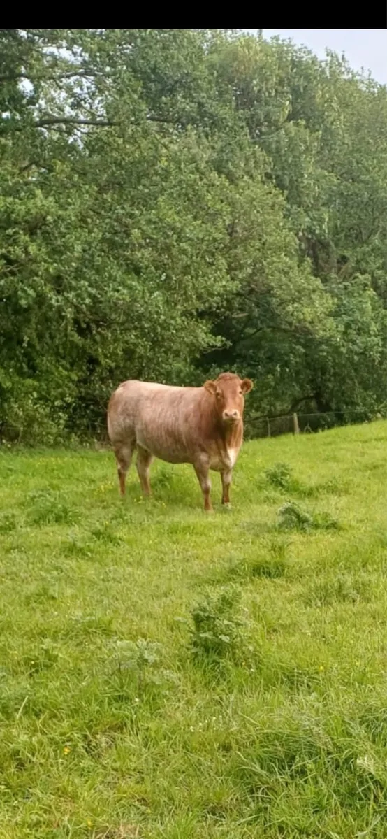 Limousin - Image 1