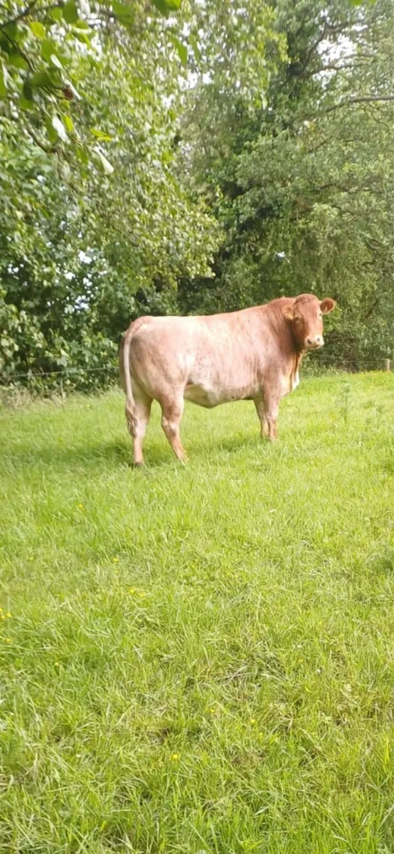 Limousin - Image 2
