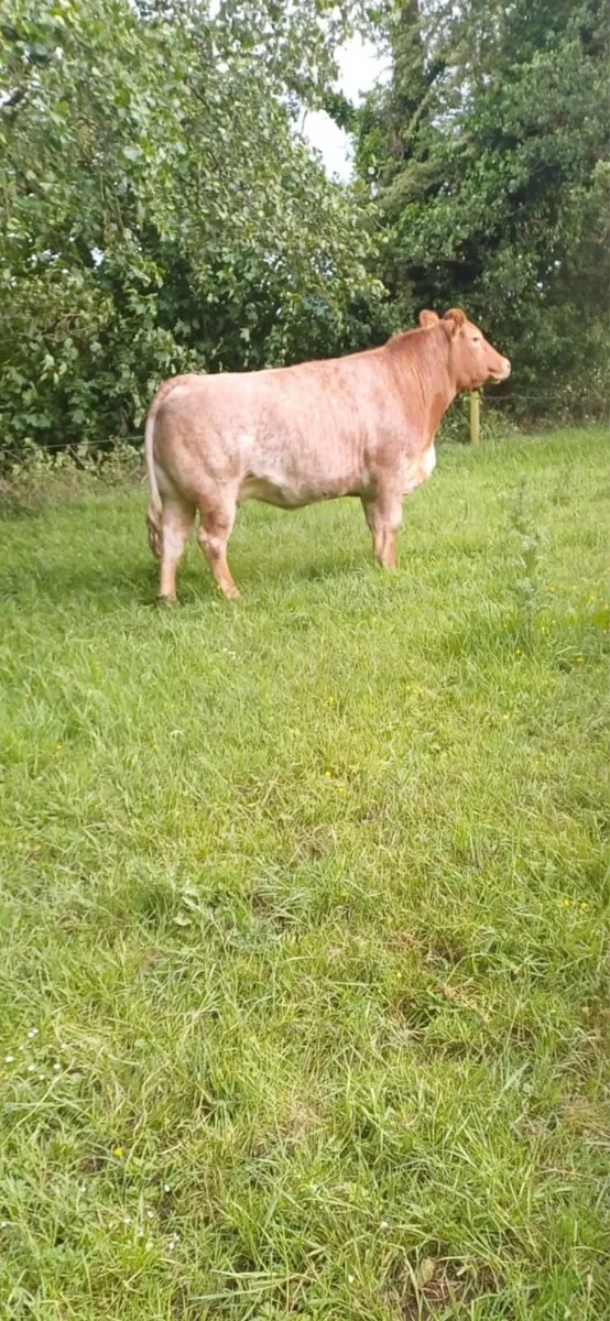 Limousin - Image 3