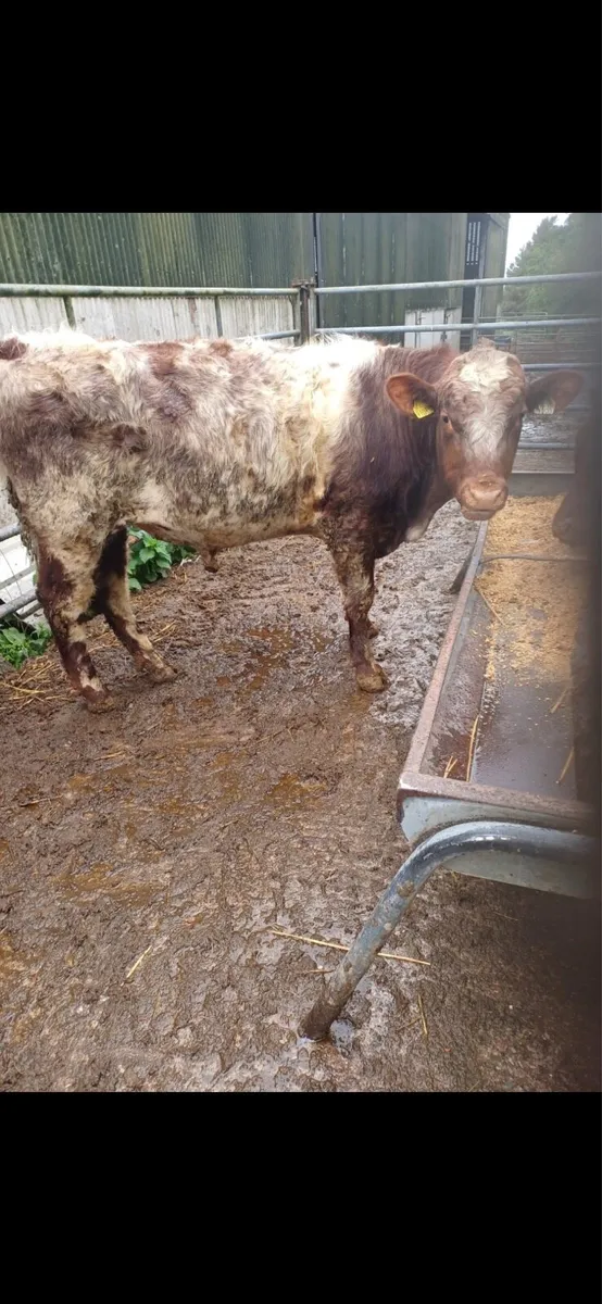 Limousin - Image 4